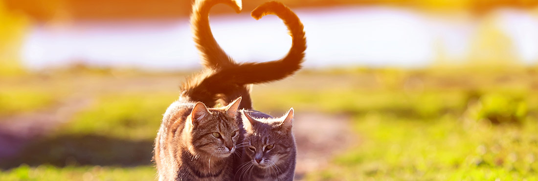 Stud Tail In Cats: Causes, Symptoms, and Treatment