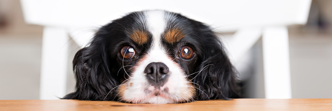 The Eyes Have it – Why Humans Bred Dogs to Have a Puppy-Dog Expression
