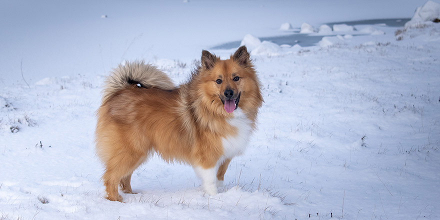 The Icelandic Sheepdog out having fun