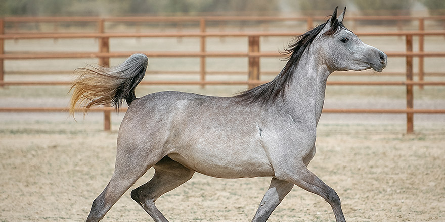 The beauty of Arabian horses