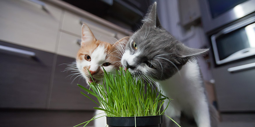 The cat eats pot in the pot