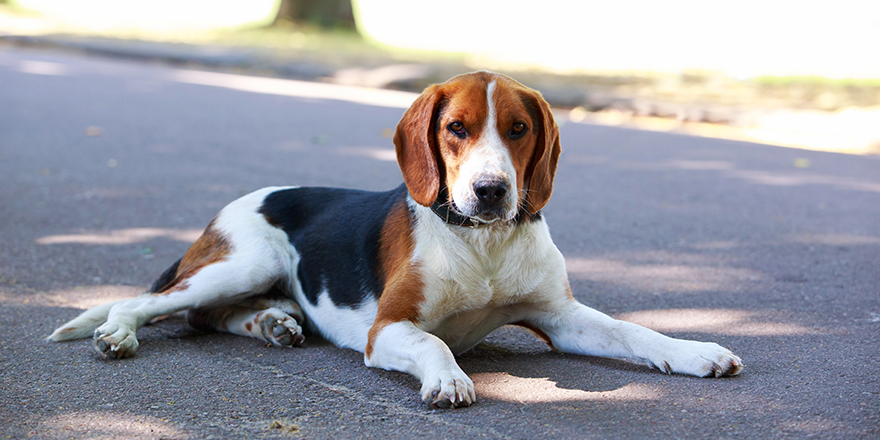 The dog breed American Foxhound in a public park
