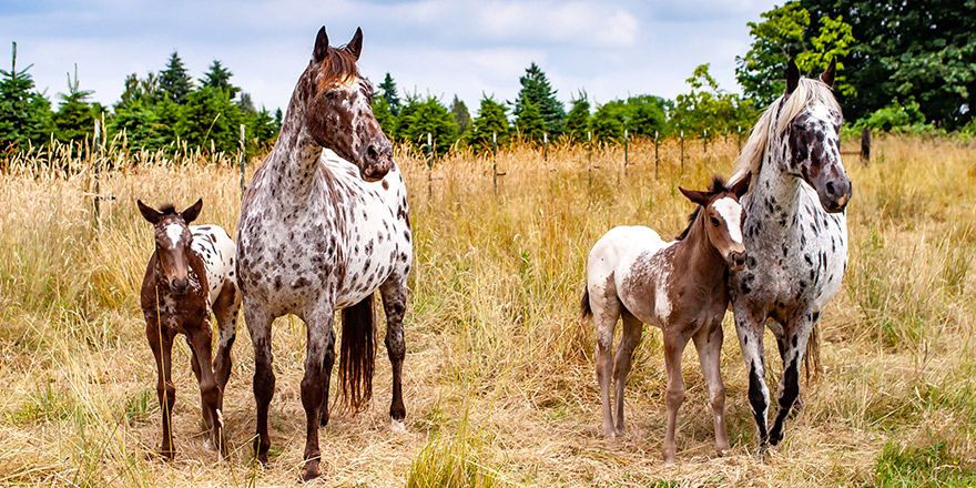Two Appaloosa mares with their foals on a horse ranch near Eugene Oregon