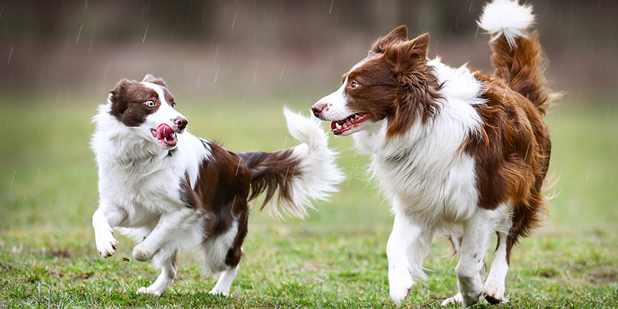 Two dogs are playing in rain.