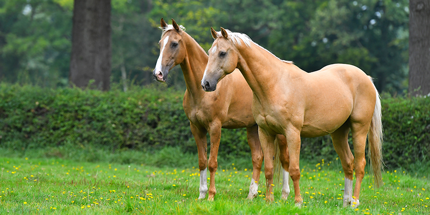 Two palomino akhal teke breed horses standing still in the park and watching.