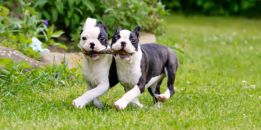 Two young Boston Terrier dogs, also called Boston Bulls, puppies, black with white markings, running side by side, carrying a stick together.