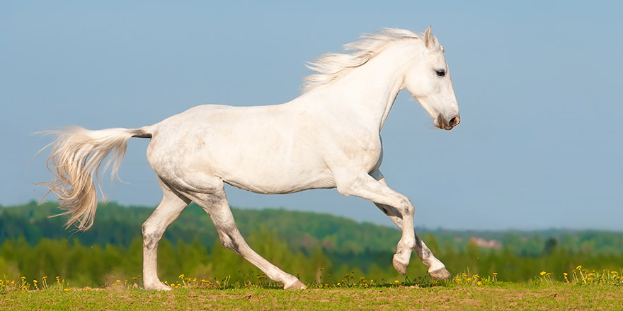 White Orlov trotter horse runs gallop on the sky background in summer