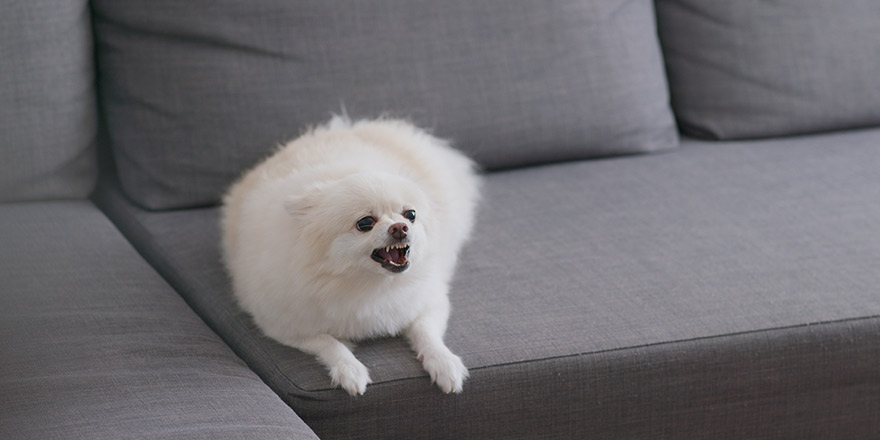 White pomeranian dog bark on sofa