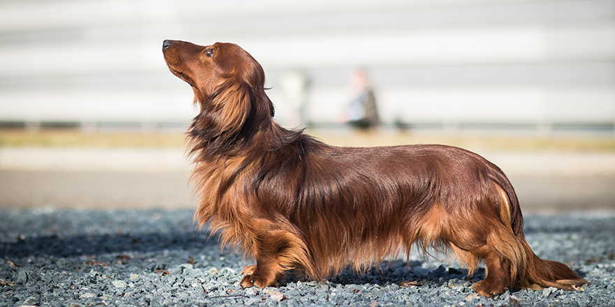 adorable portrait of amazing healthy and happy dachshund in the exhibition stand