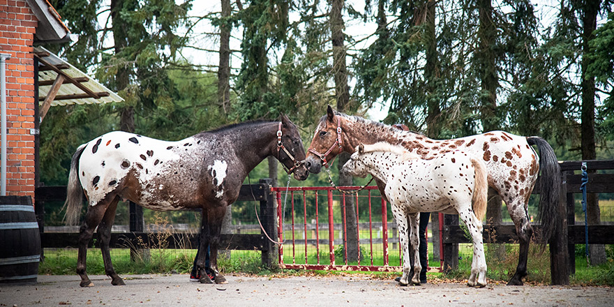 appaloosa horses from the farm near a pasture in autumn