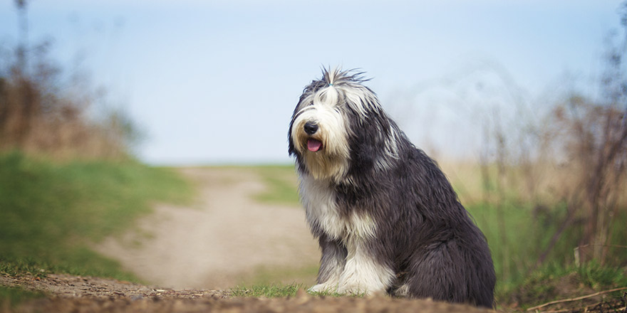 beautiful fun Bearded Collie dog Old English Sheepdog puppy sitting