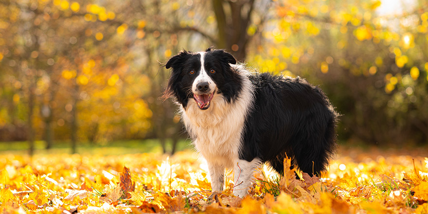 border collie plaing in the leaves