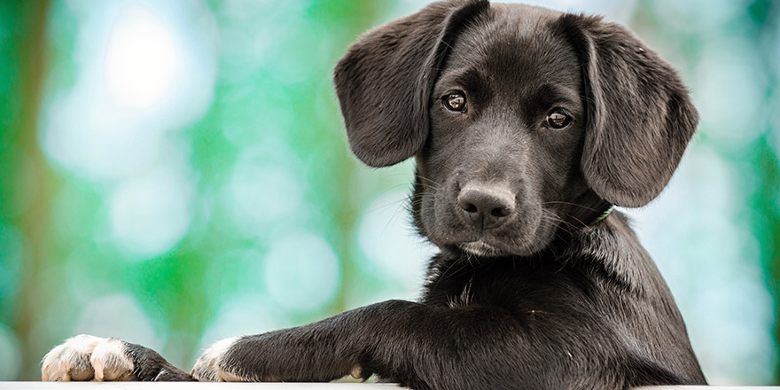 cute puppy as a model