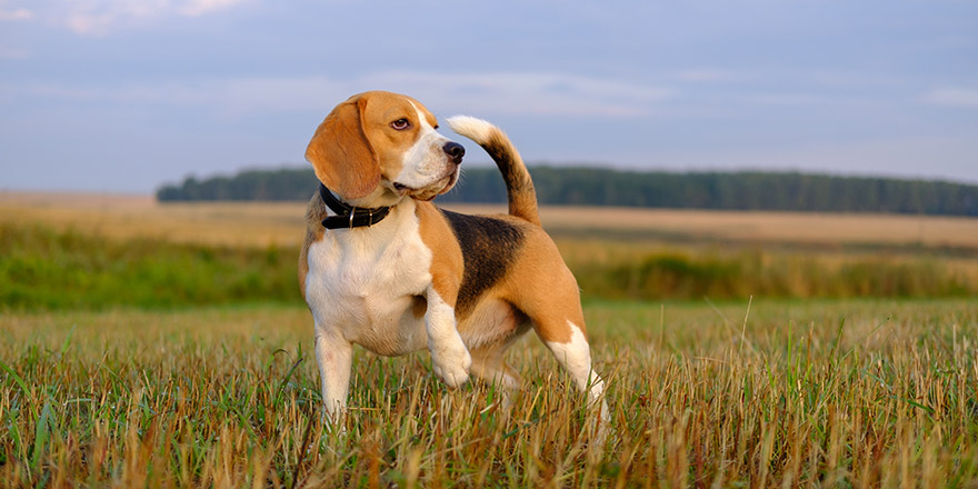 dog Beagle on a walk early in the morning at sunrise