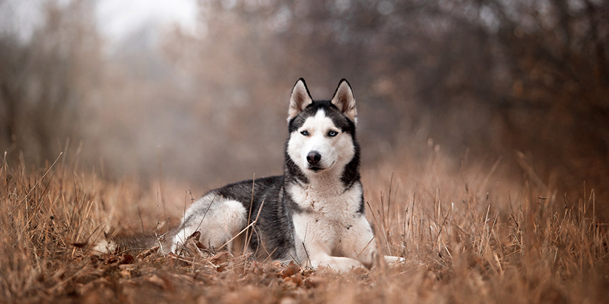 dog breed Husky in the autumn forest