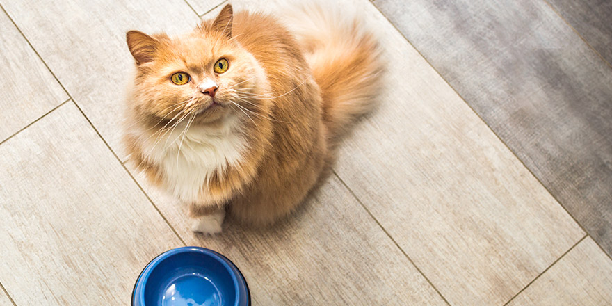 fluffy cat stands by a pink bright bowl on the kitchen floor and waits for food