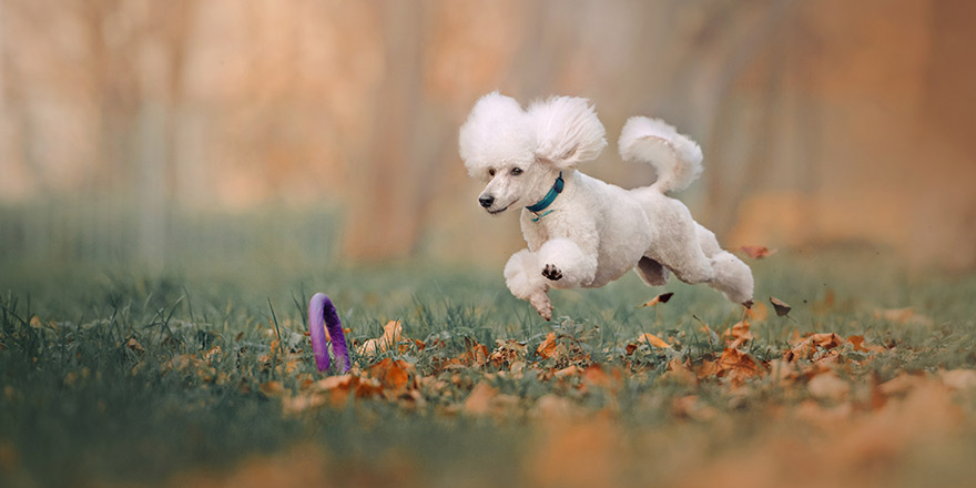 happy white poodle playing outdoors with a toy