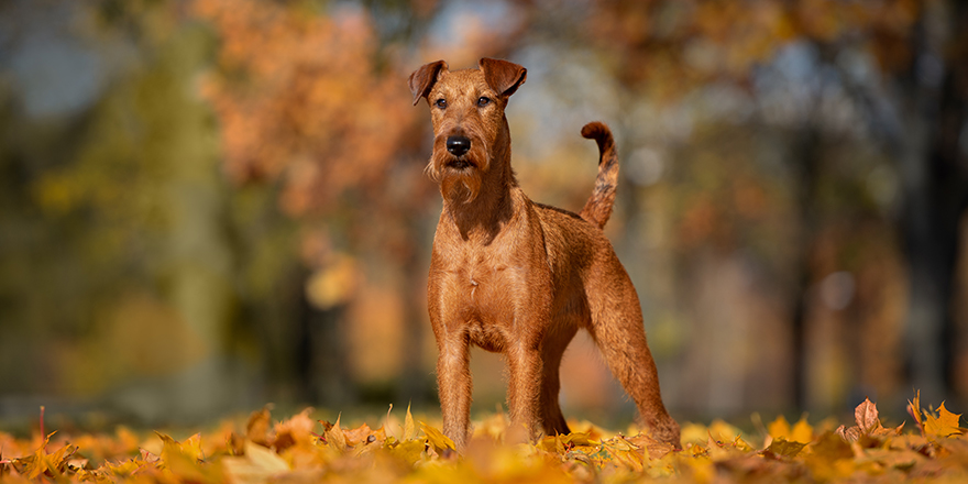 irish terrier dog standing outdoors in autumn