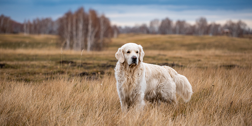 labrador in the autumn forest on a hunt walk
