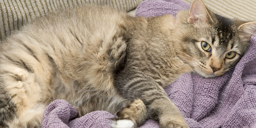 Gray tabby male cat on purple blanket