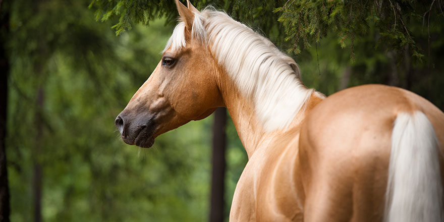 Retrato de cerca de un caballo Palomino dorado