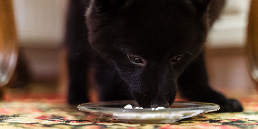 The black puppy is eating cottage cheese from the plate on the living room floor.