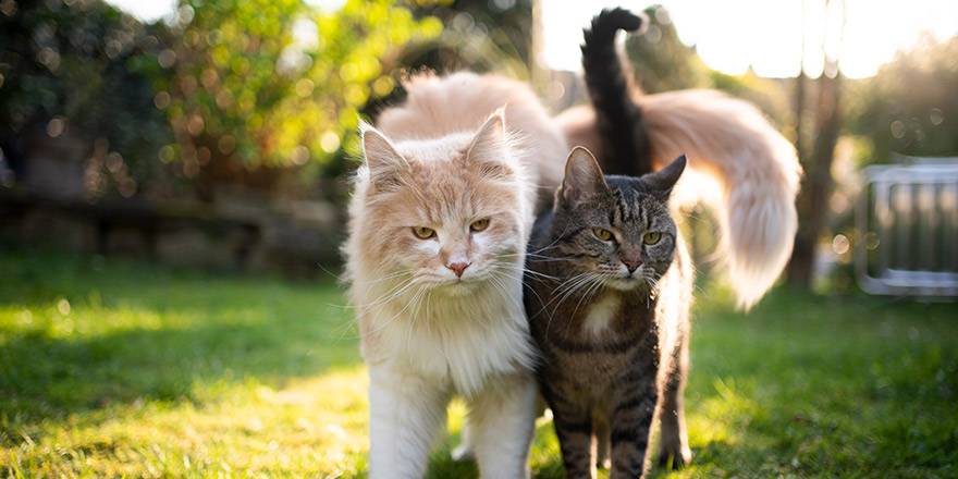 two different cats standing side by side outdoors in the garden