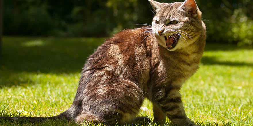 very aggressive yelling cat