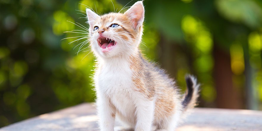 white kitten with blue eyes screaming