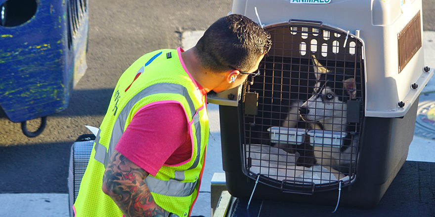 A baggage handler from American Airlines (AA) being nice to a dog in a crate to be loaded into a plane at the Miami International Airport (MIA), a major hub for American.
