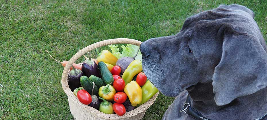 A large dog of the Great Dane breed is lying on the grass in the garden next to a basket with various fresh vegetables. Portrait of a happy pet with natural healthy food