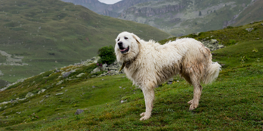 Acceglio, Piedmont, Italy: livestock guardian dog standing on alpine pasture under the rain.