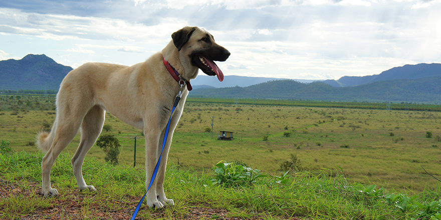 Anatolian Shepherd Dogs in Australia