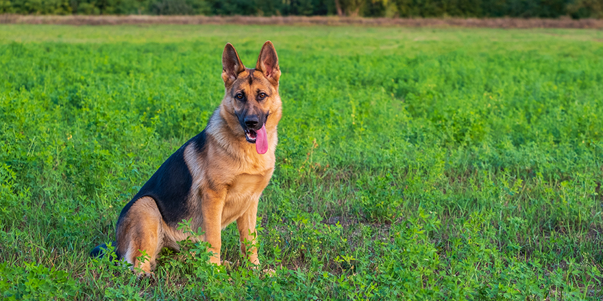 Beautiful german shepherd dog, smart and easy to train on the edge of the forest in Hungary