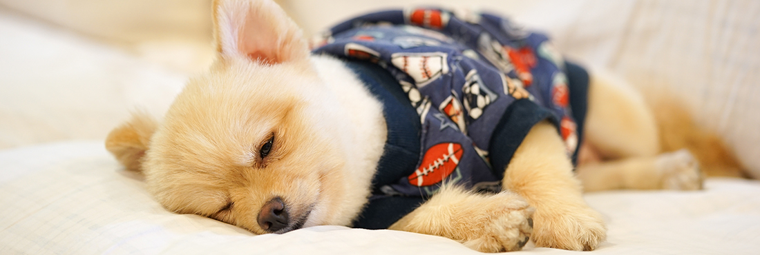 Best-Dog-Pajamas