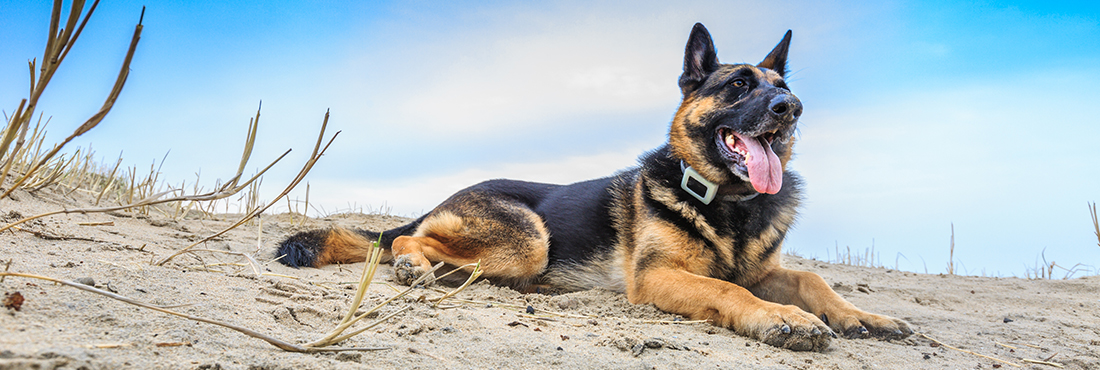 Best-GPS-Dog-Collars-and-Trackers