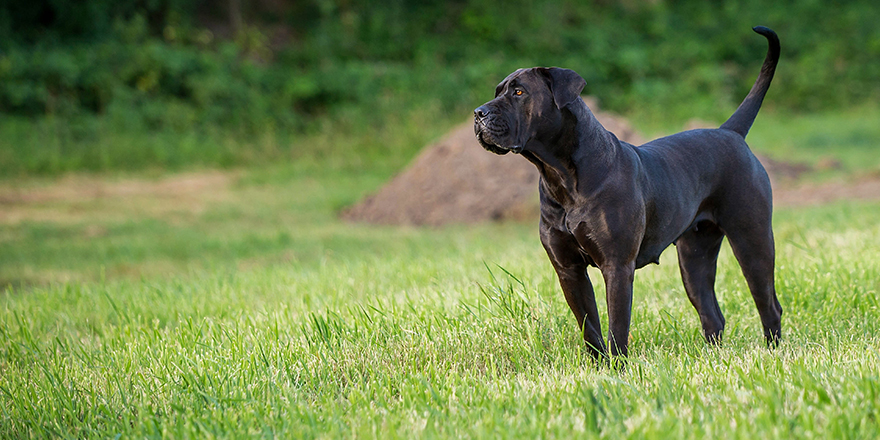 Black Presa Canario in Nature