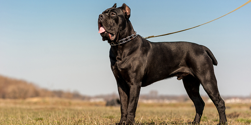 Black cane-corso dog is in a metallic collar and leash stands on the field