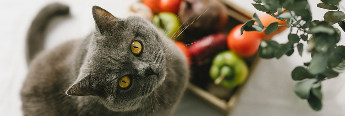 Can Cats Be Vegan?