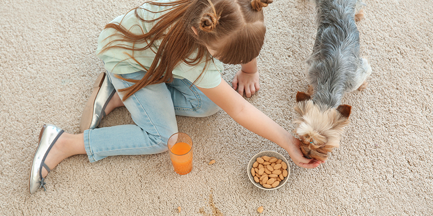 Careless little girl with dog eating nuts and drinking juice while sitting on carpet