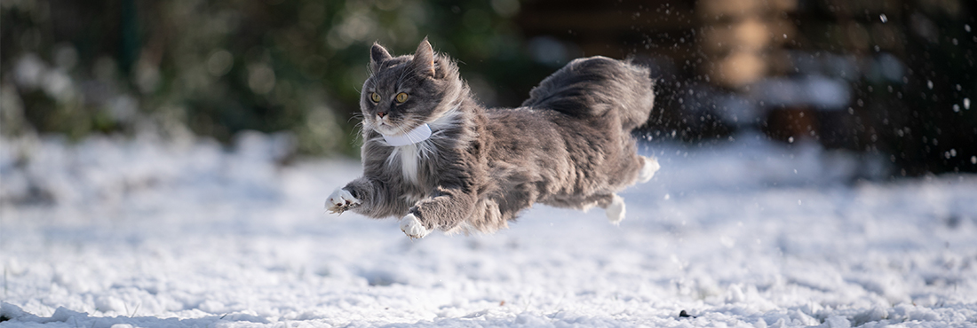 Cat-Zoomies