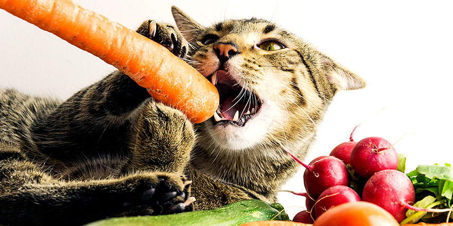 Cat & vegetables. Colorful close up photo with cat and vegetables. Healthy food.