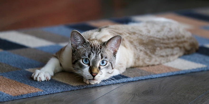 Cat with stripes, European cat, in beautiful apartment