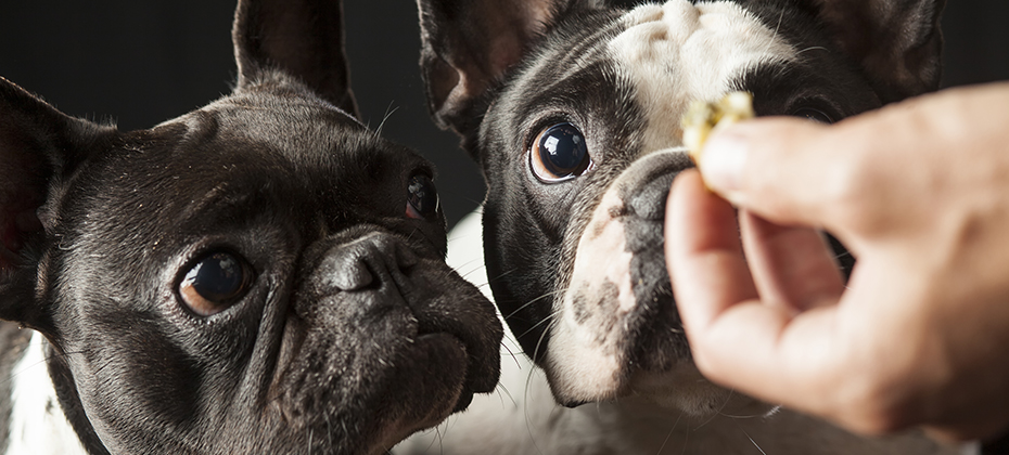Caucasian male owner's hand feeding food to 2 french bulldogs, black and white puppies, interior studio shot, point of view, reward conditioning training behavior concept