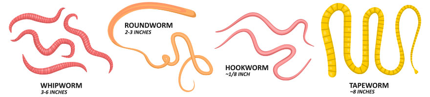 Common types of worms in cats