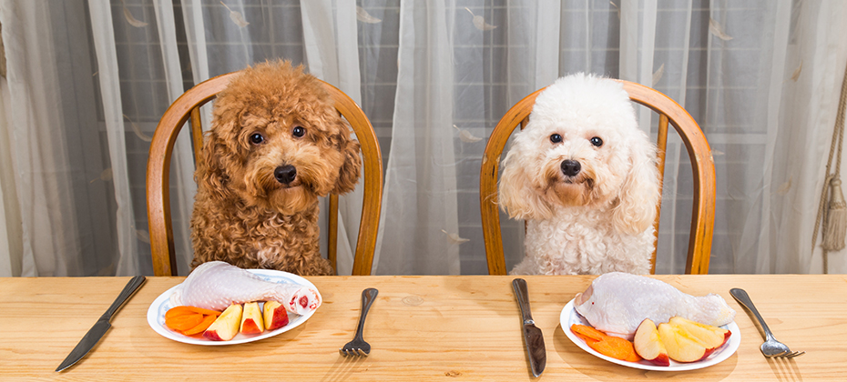 Concept of excited dogs having delicious raw meat meal on table