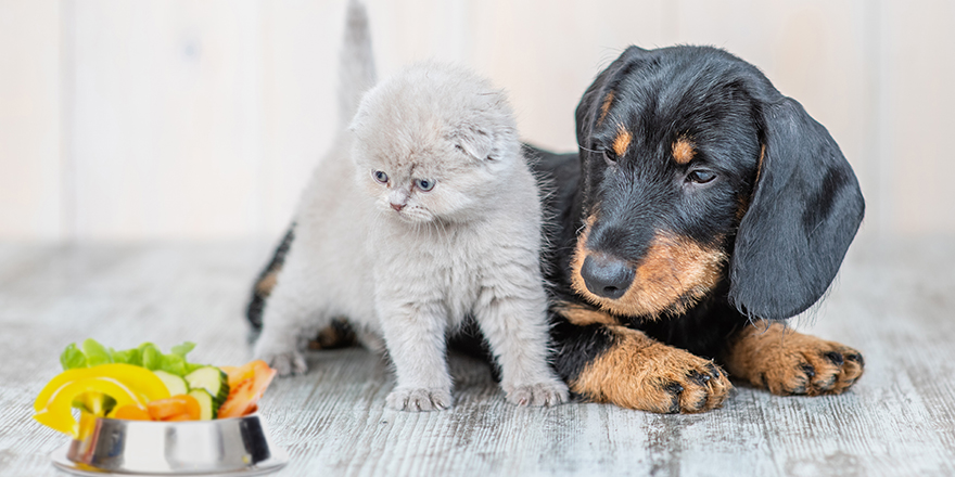 Cute baby kitten sitting with dachshund puppy on the floor at home looking on a bowl of vegetables