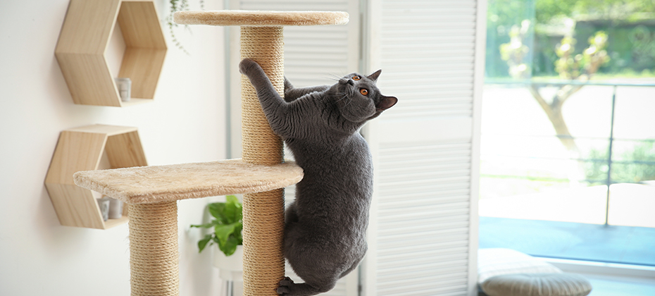 Cute pet on cat tree at home