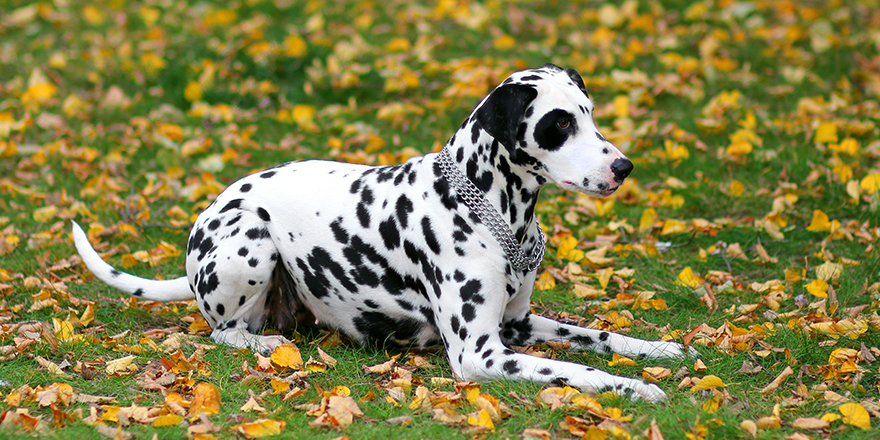 Dalmatian dog laying on a grass