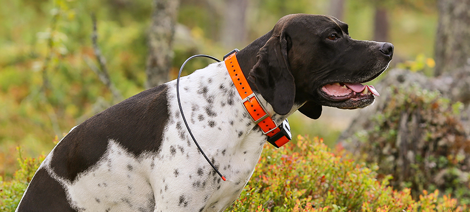 Dog english pointer sitting in the forest with gps tracker